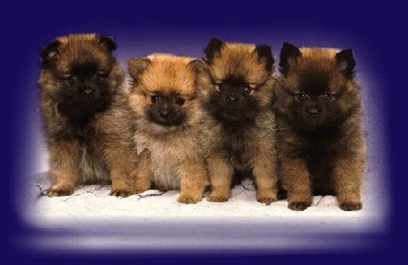 Garon & Goldy & Gipsy & Gismo z Temnch noc