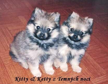 Kitty & Ketty z Temnch noc