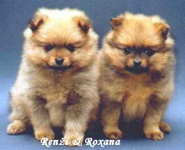 Ren & Roxana z Temnch noc