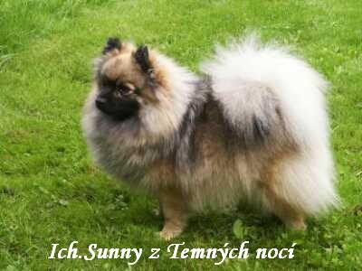 Int. Champ. Sunny z Temnch noc