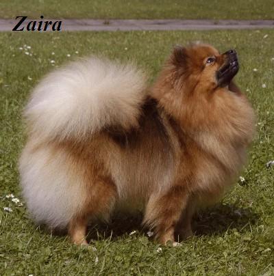 Ch.Zaira z Temnch noc