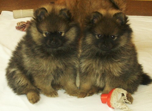 Zero & Zaira z Temnch noc